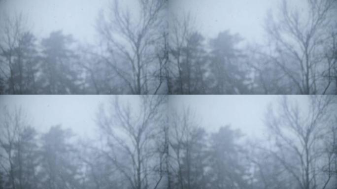 飘雪中的无叶树木，经典的冬季慢动作镜头
