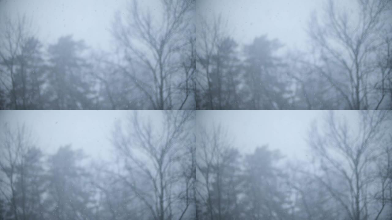 飘雪中的无叶树木，经典的冬季慢动作镜头