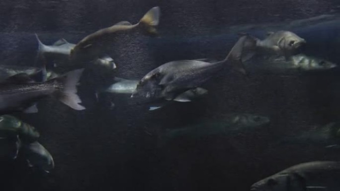欧洲鲈鱼或海鲈鱼在水族馆游泳。双门曲