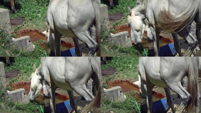 马从水槽里喝水