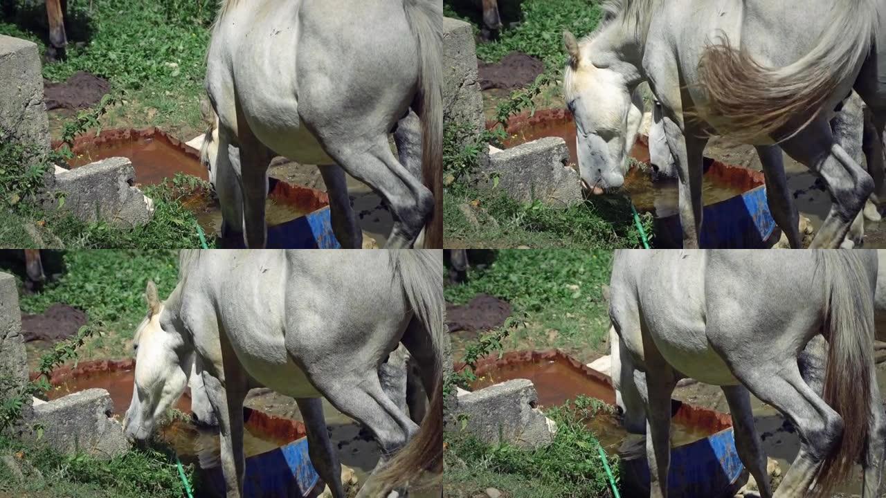 马从水槽里喝水