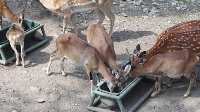 一群ro鹿正在从槽中吃掉最后的食物。喂养动物。卡普雷乌斯吃午饭。