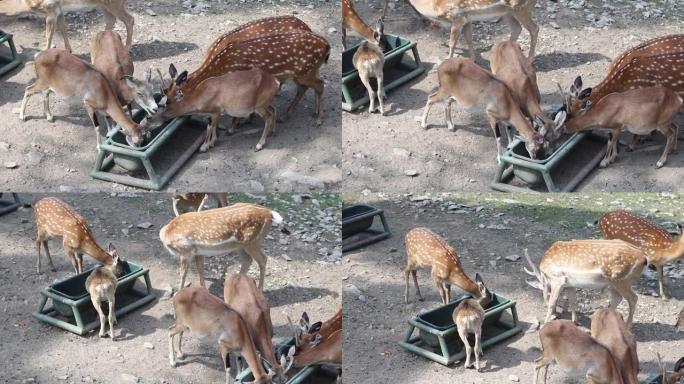 一群ro鹿正在从槽中吃掉最后的食物。喂养动物。卡普雷乌斯吃午饭。
