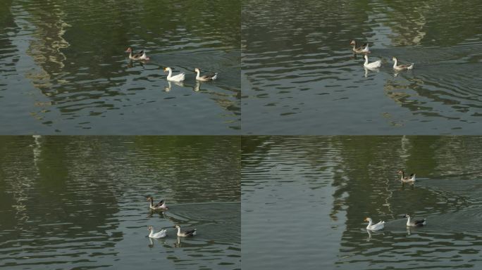在湖中游走的鸭子