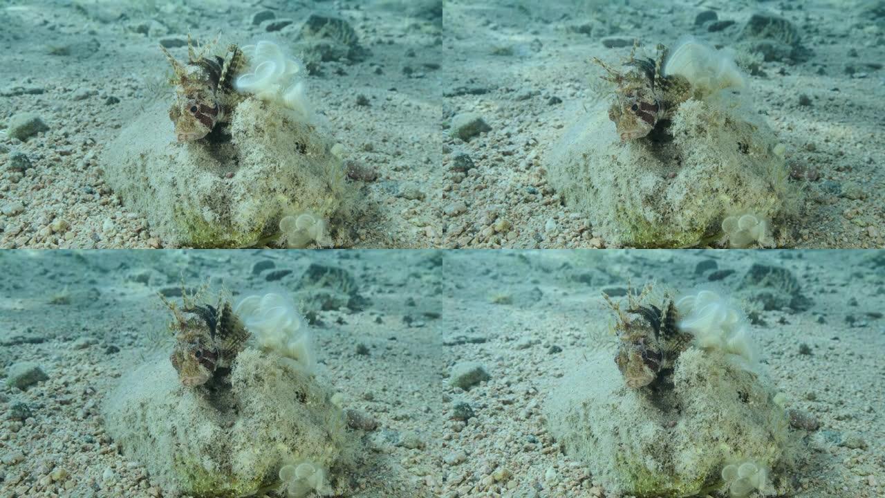 斑马狮子鱼躺在石头上晒太阳。画像前。斑马鱼或红海矮狮子鱼(斑马鱼，斑马鱼)。慢动作