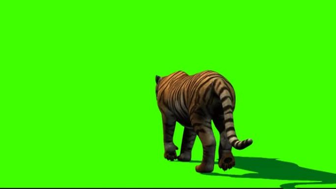 老虎在绿色屏幕上行走