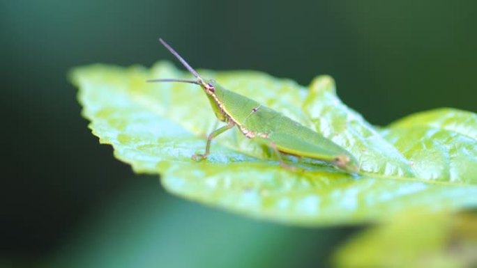 叶子上昆虫的特写叶子上昆虫生物动物