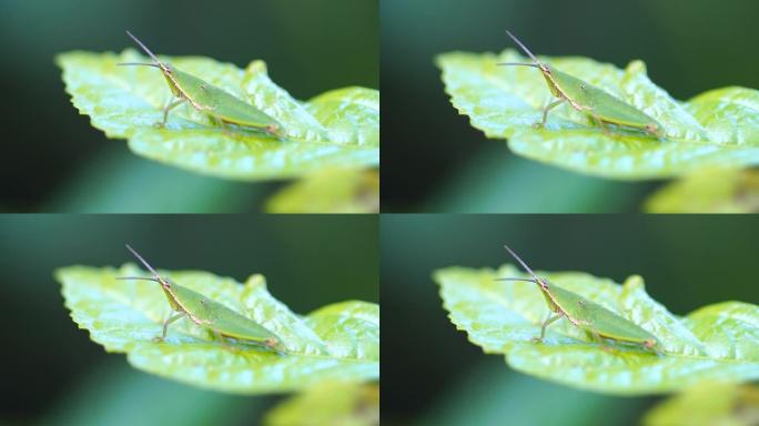 叶子上昆虫的特写叶子上昆虫生物动物