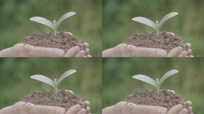 水滴落在嫩芽手捧泥土禾苗托起希望关爱生命