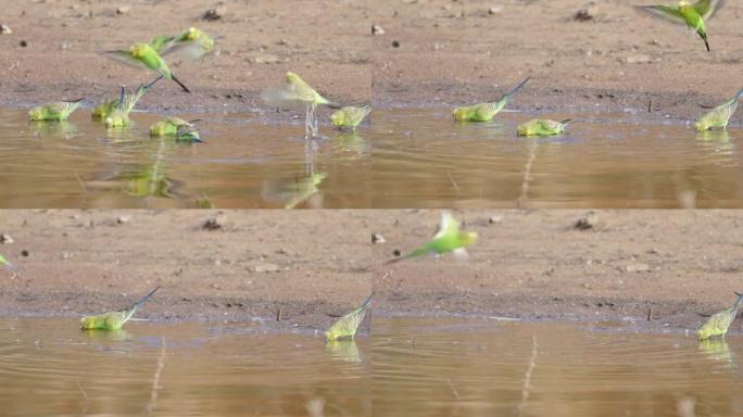 从水坑中喝水的鹦鹉群的慢动作剪辑