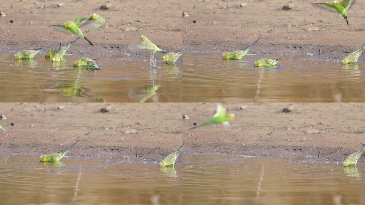 从水坑中喝水的鹦鹉群的慢动作剪辑
