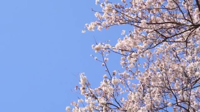 湛蓝的天空下樱花春季春景景色风光开放