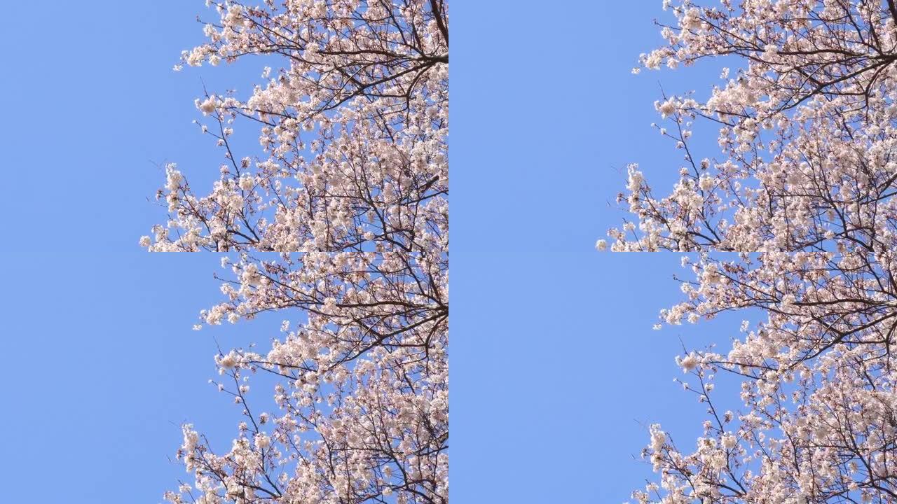 湛蓝的天空下樱花春季春景景色风光开放