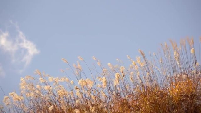 冬天在没有云彩的湛蓝天空下被风吹起的野花