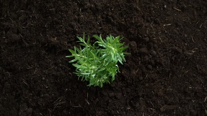 迷迭香草本植物在慢动作和宏观俯视图中从地面长大