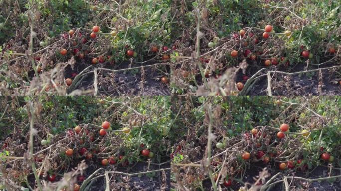 缓慢的多莉拍摄成熟的樱桃番茄床