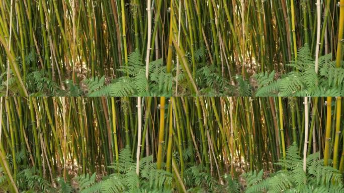 竹林，异国亚洲热带风情。沉思风水禅园中的绿树。安静平静的树林，丛林中的早晨和谐清新。日本或中国自然东