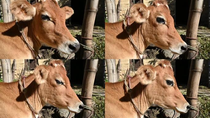 特写红棕色的母牛坐着系好，并移动前脸。