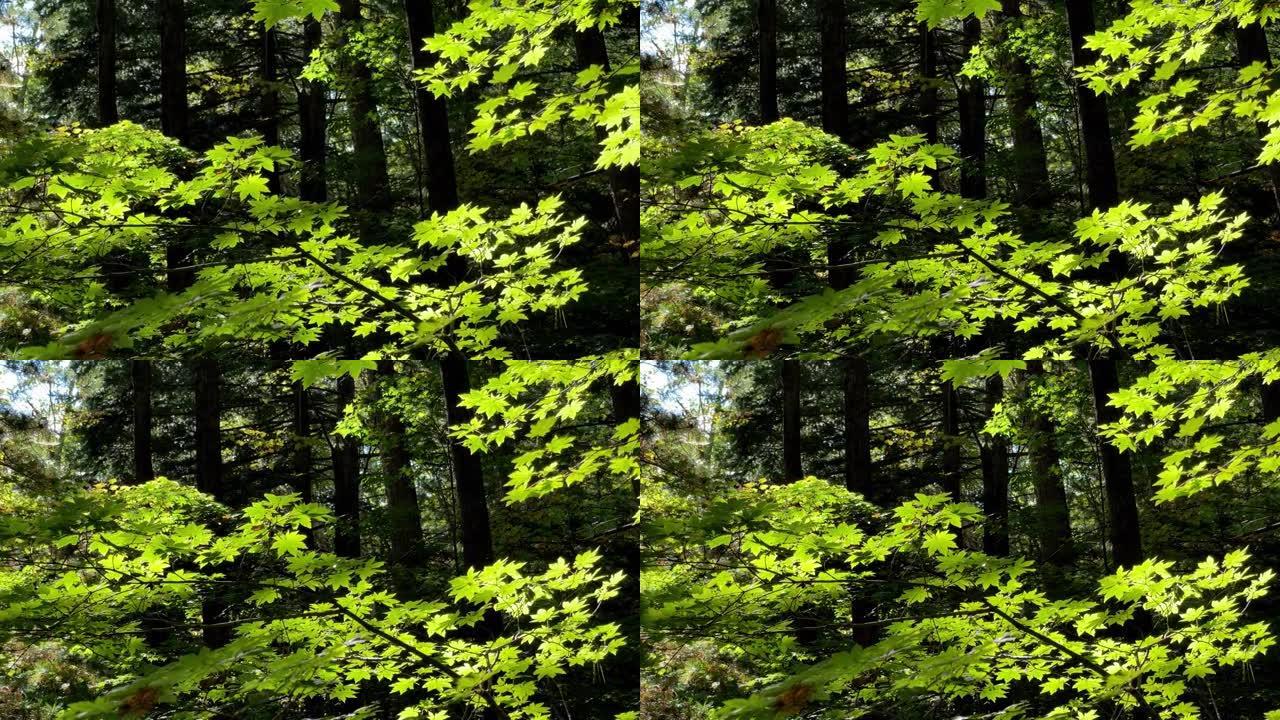枫树。火山国家公园独特的生态系统