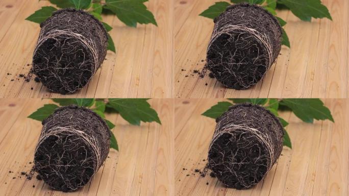 室内芙蓉上的根系-从盆出来。生长木槿的概念