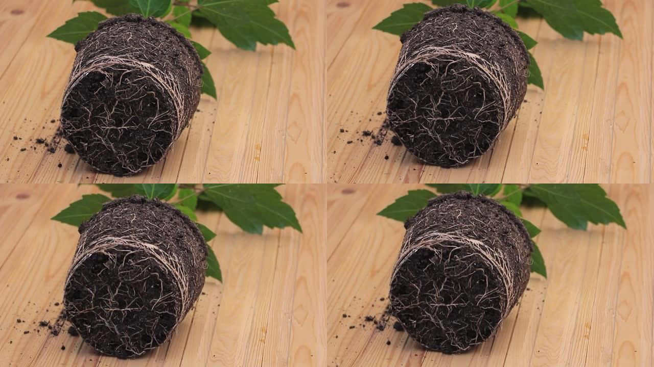 室内芙蓉上的根系-从盆出来。生长木槿的概念