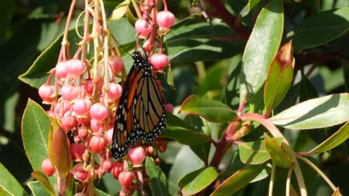 帝王蝶授粉杨梅花，美国加利福尼亚州。粉红色的madroone花朵，浪漫的植物氛围，精致的异国情调。春