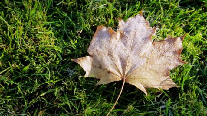 大自然。第一次霜冻。棕色冰冻的枫叶正在形成冰和雪晶。晨露和白霜。深秋或冬季的天气开始。时间流逝。绿草