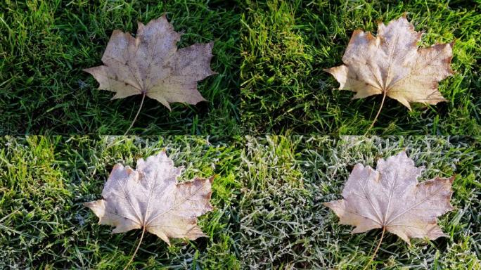 大自然。第一次霜冻。棕色冰冻的枫叶正在形成冰和雪晶。晨露和白霜。深秋或冬季的天气开始。时间流逝。绿草