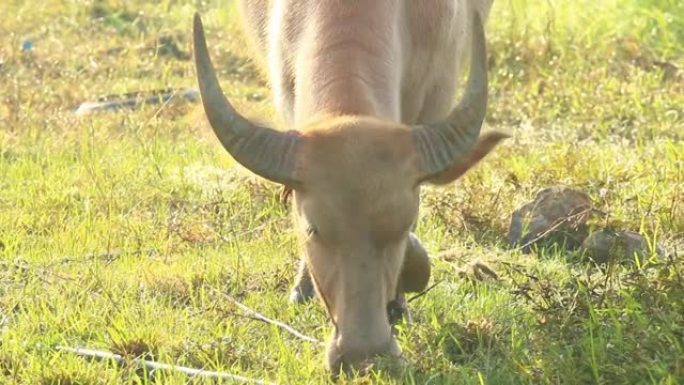 泰国白化水牛在田间吃草