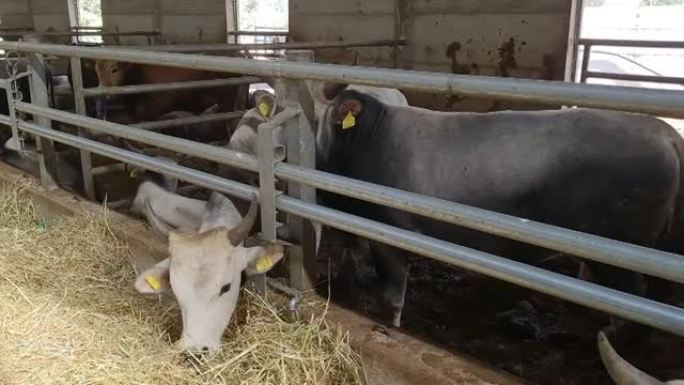 意大利巴西利卡塔农场上的牛棚里的许多波多利亚小牛