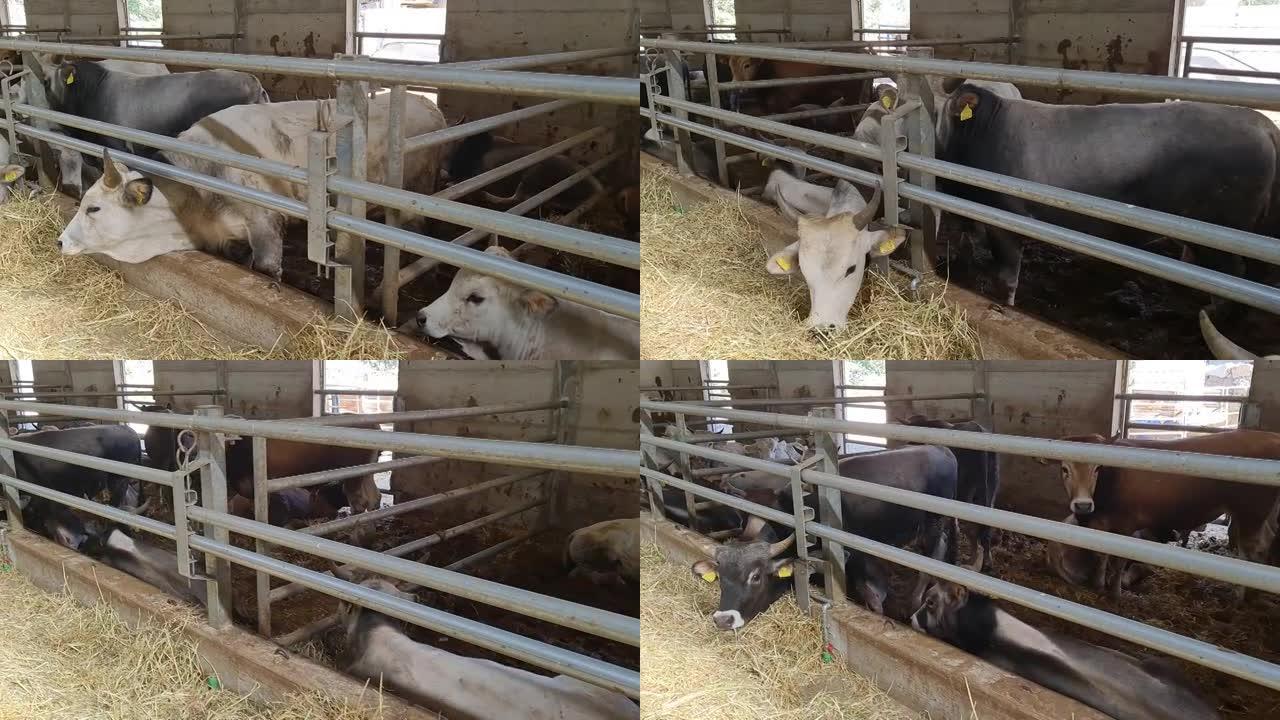 意大利巴西利卡塔农场上的牛棚里的许多波多利亚小牛