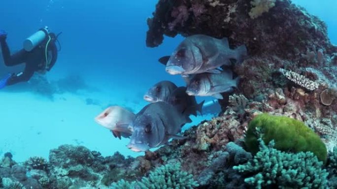 一名女性水肺潜水员经过一群银色的鱼，这些鱼藏在五颜六色的珊瑚悬垂下。水下视图。