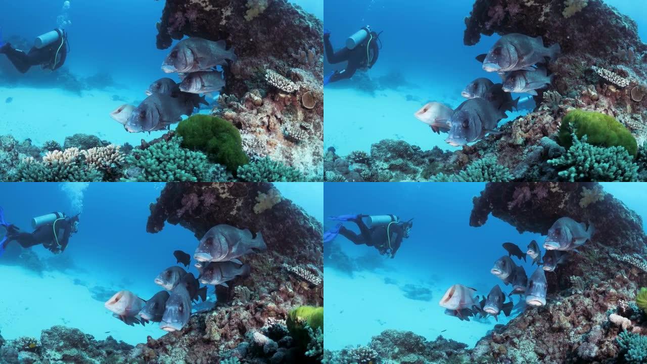 一名女性水肺潜水员经过一群银色的鱼，这些鱼藏在五颜六色的珊瑚悬垂下。水下视图。