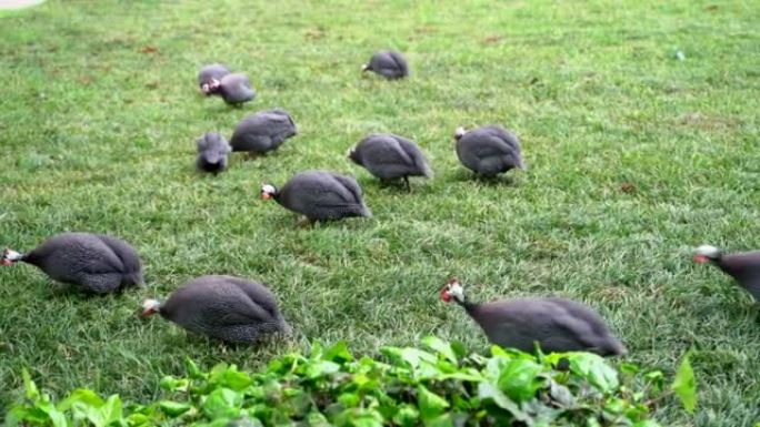 一群野生黑火鸡在田野上啄食自己的羽毛