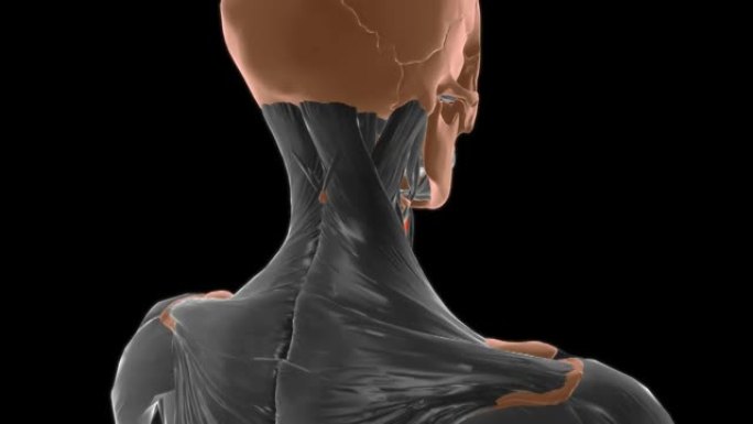 医学概念3D胸骨舌骨肌解剖