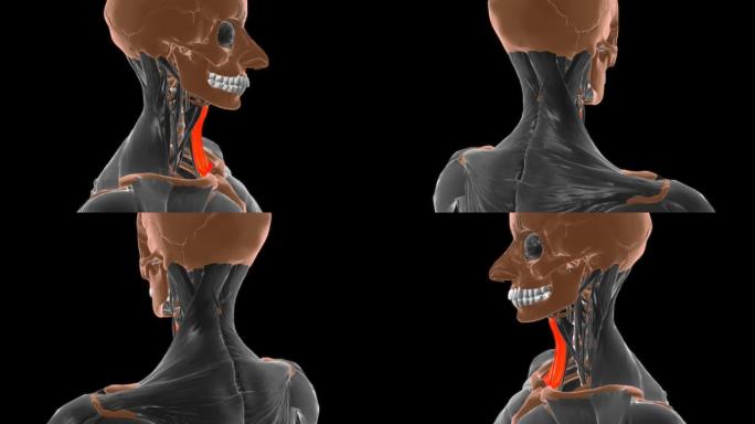 医学概念3D胸骨舌骨肌解剖