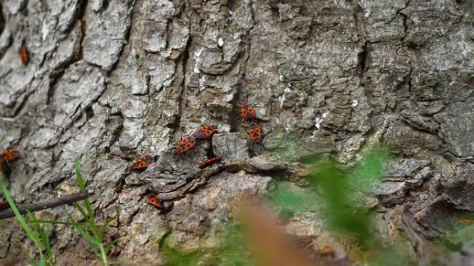 红色甲虫繁殖，昆虫是树皮上的红色士兵。甲虫在树上爬行