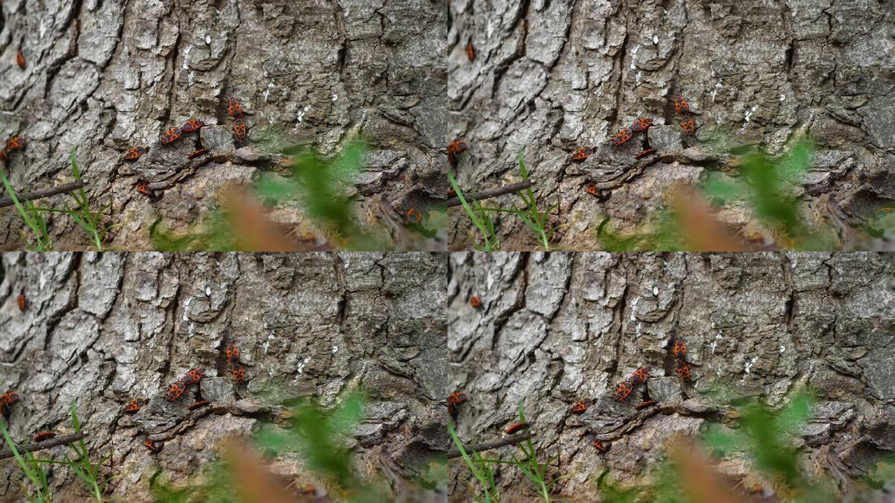 红色甲虫繁殖，昆虫是树皮上的红色士兵。甲虫在树上爬行