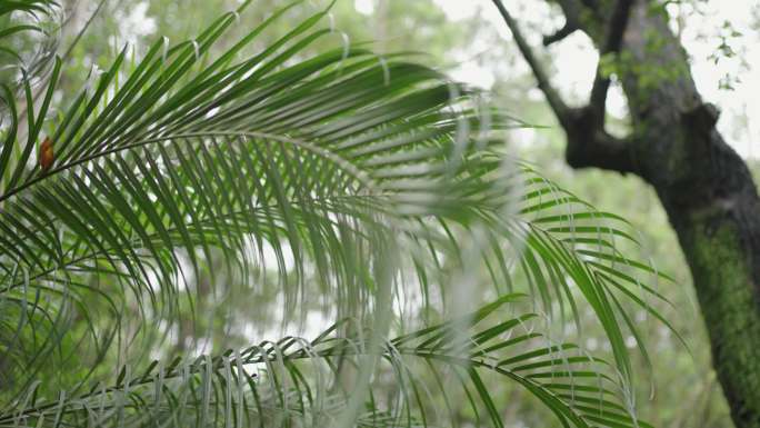 江边刺葵棕榈科刺葵属植物