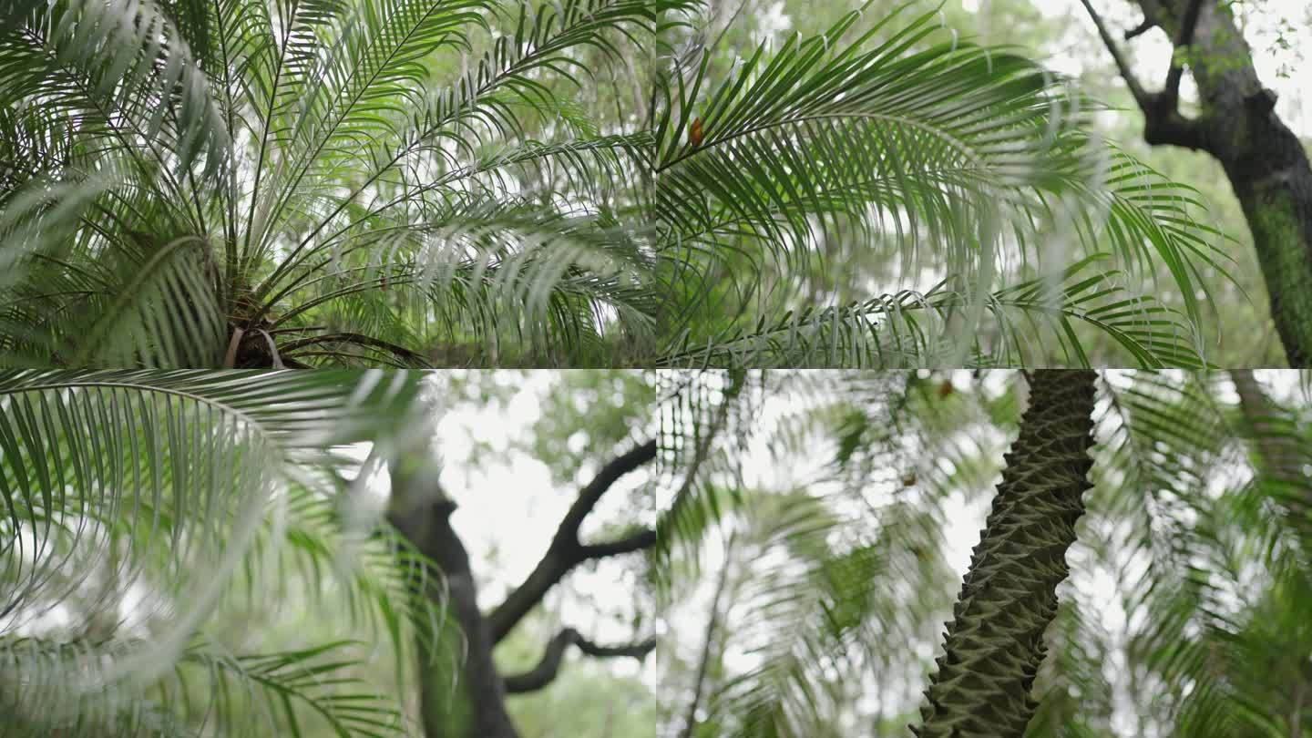 江边刺葵棕榈科刺葵属植物