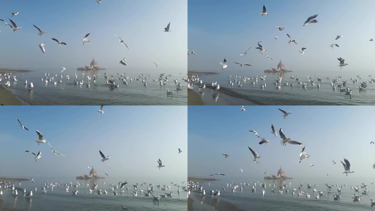 海鸥在雾中在宁静的海面上飞翔