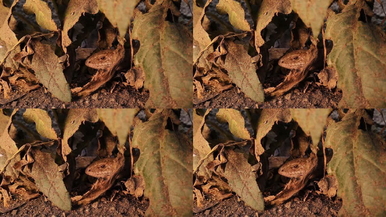 蛇或蜥蜴。
藏在树叶间的欧洲玻璃蜥蜴。
也称为sheltopusik或无腿蜥蜴 (pseudopus
