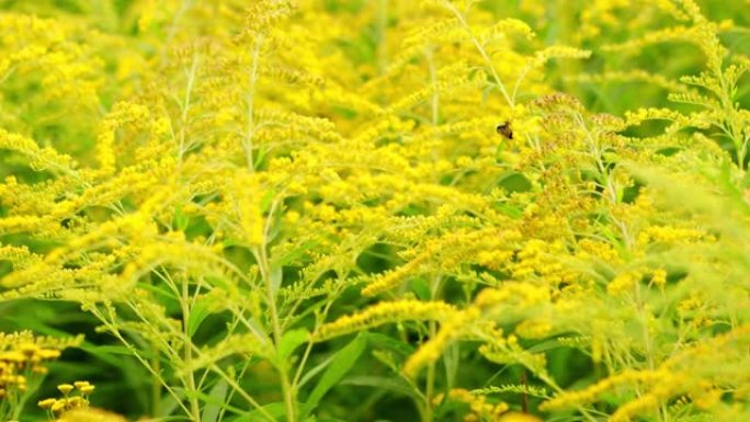 一枝黄花黄蜂蜜植物。昆虫授粉加拿大一枝黄花