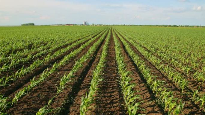 农业作物田里的绿色玉米玉米种植园。农业景观