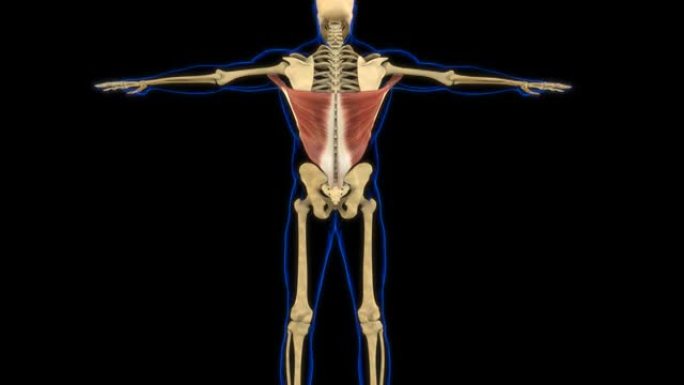 医学概念3D动画的latisim肌肉解剖学