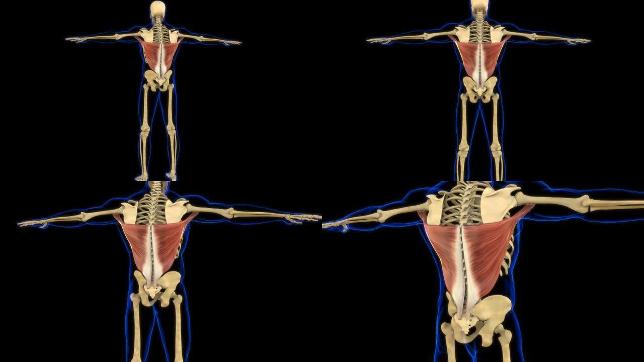 医学概念3D动画的latisim肌肉解剖学