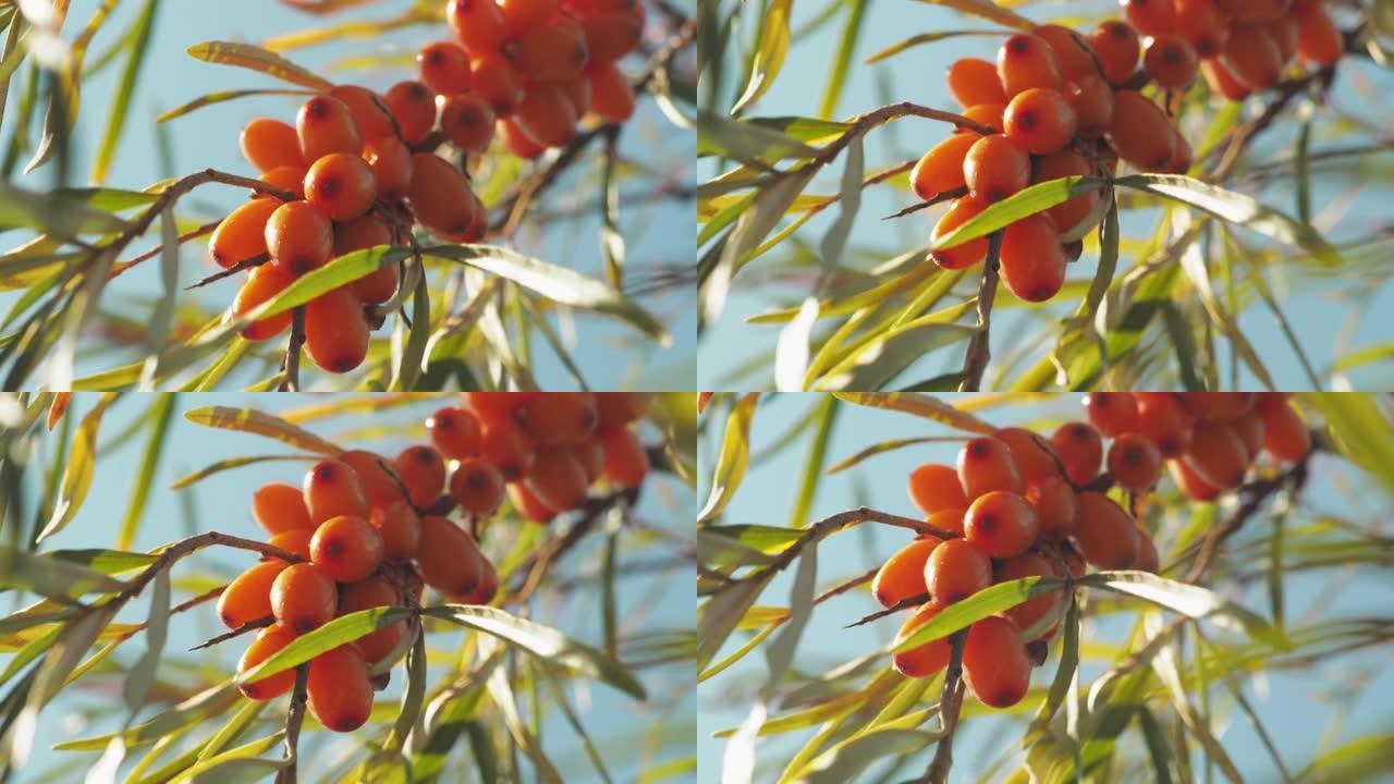沙棘。在花园大自然的阳光下，沙棘束在树上。沙棘充分成熟醇厚的黄莓。