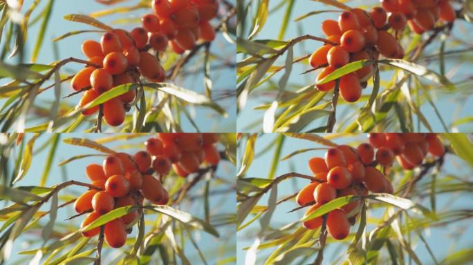 沙棘。在花园大自然的阳光下，沙棘束在树上。沙棘充分成熟醇厚的黄莓。