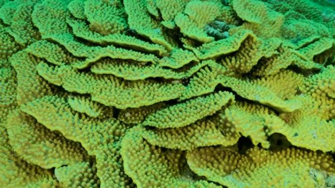 莴苣珊瑚或黄卷珊瑚 (Turbinaria reniformis) 的详细信息。珊瑚的特写。摄像机向
