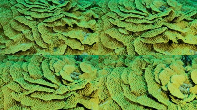 莴苣珊瑚或黄卷珊瑚 (Turbinaria reniformis) 的详细信息。珊瑚的特写。摄像机向